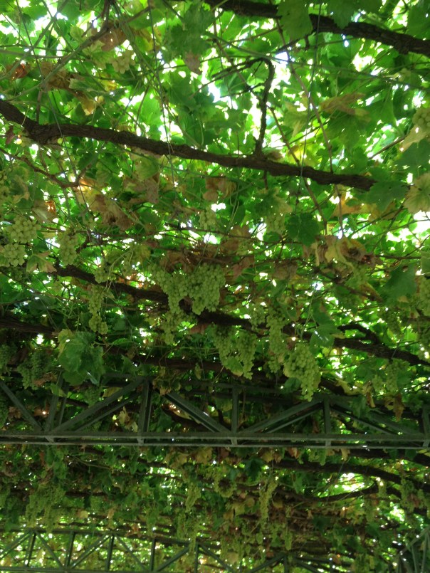 סוכות גפנים במוזיאון הקארז הלאומי, ליד טורפאן