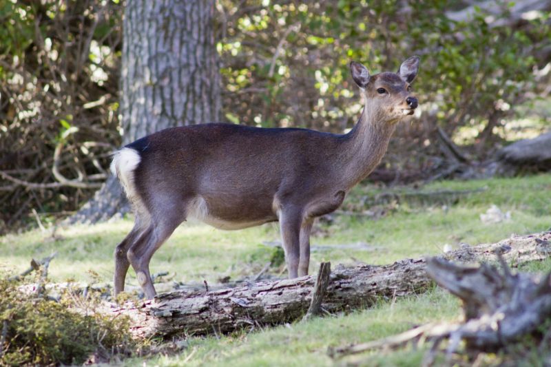 צבי משוטט - אבי נו קוגן